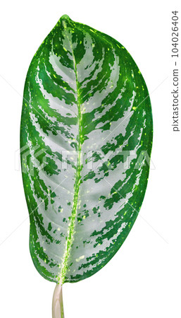 Green leaves pattern isolated Green leaves pattern isolated 104026404