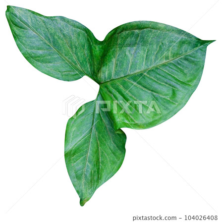 Green leaves pattern isolated Green leaves pattern isolated 104026408