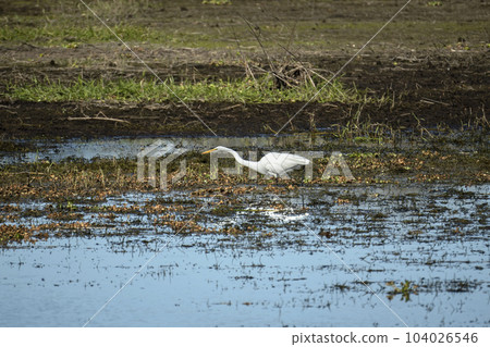 White great egret bird hunting on Florida wetland in summer 104026546