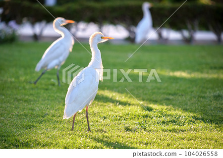 White cattle egret wild bird, also known as Bubulcus ibis walking on green lawn in summer White cattle egret wild bird, also known as Bubulcus ibis walking on green lawn in summer 104026558