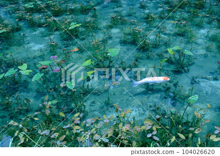 Monet's Pond Koi, Nemichi Shrine 104026620