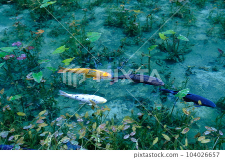 Monet's Pond Koi, Nemichi Shrine 104026657