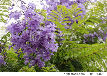 在初夏開出藍紫色花朵的藍花楹 104026876