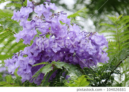 Jacaranda that blooms bluish-purple flowers in early summer 104026881