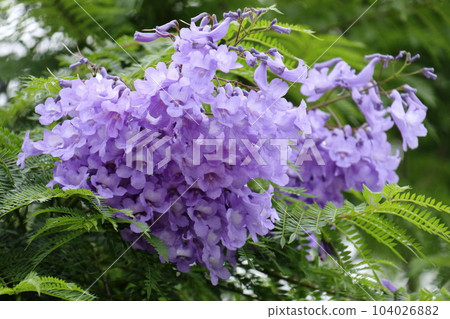 Jacaranda that blooms bluish-purple flowers in early summer Jacaranda that blooms bluish-purple flowers in early summer 104026882