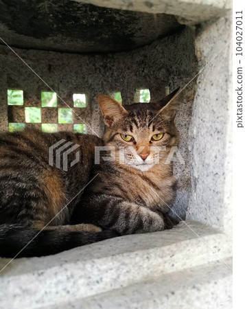 燈籠裡的貓 104027011