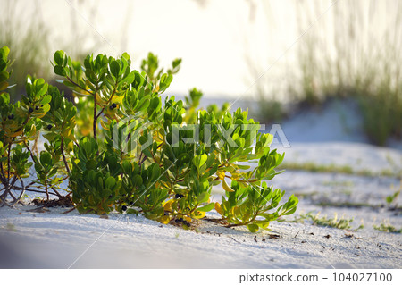 Seaside beach with small sand dunes and low shrub vegetation on warm summer evening 104027100