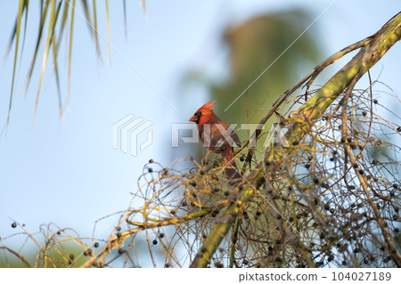 Northern cardinal bird (Cardinalis cardinalis) perched on a tree branch eating wild berries 104027189
