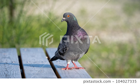 pigeon on the bench pigeon on the bench 104027335