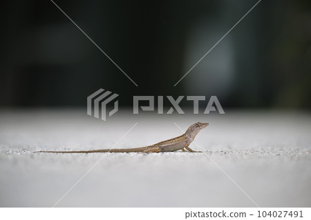 Macro closeup of blown alone lizard warming on summer sun. Anolis sagrei small reptile in native to Florida USA 104027491
