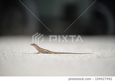 Macro closeup of blown alone lizard warming on summer sun. Anolis sagrei small reptile in native to Florida USA 104027492