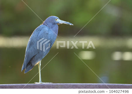 Little blue heron bird perching near lake water in Florida wetland Little blue heron bird perching near lake water in Florida wetland 104027496