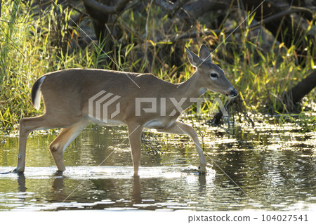 Key Deer in natural habitat in Florida state park 104027541