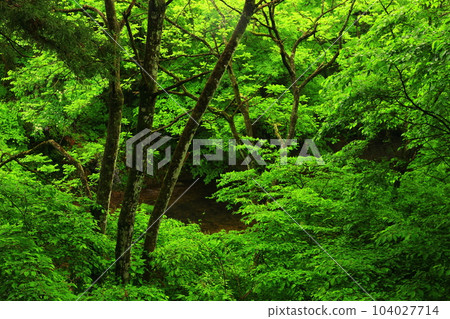 Kamabuchi waterfall in the summer 104027714