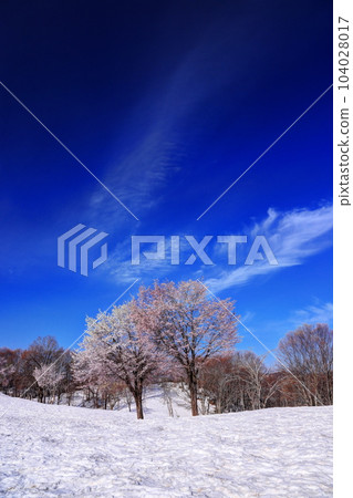 福山峠雪櫻 104028017