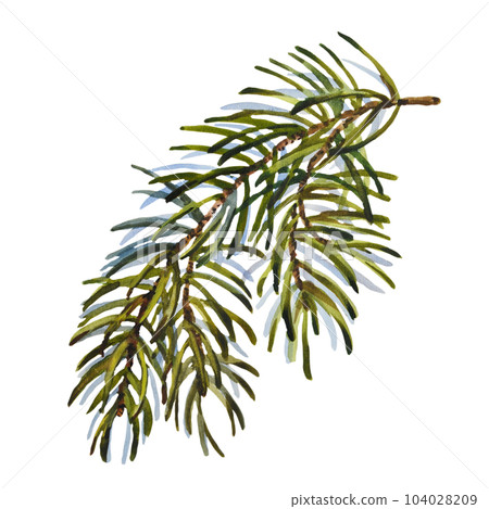 Watercolor Christmas set of fir branch. Hand painted holiday elements with winter plants isolated on white background. Floral illustration for design, print, fabric or background Watercolor Christmas set of fir branch. Hand painted holiday elements with winter plants isolated on white background. Floral illustration for design, print, fabric or background 104028209