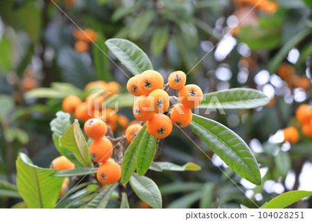 Loquat fruit that has reached the harvest season 104028251