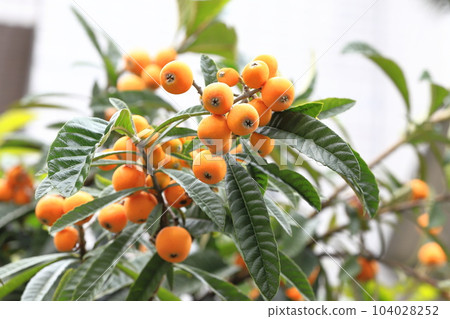 Loquat fruit that has reached the harvest season 104028252