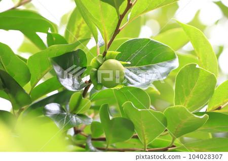 生長的柿子果實 104028307