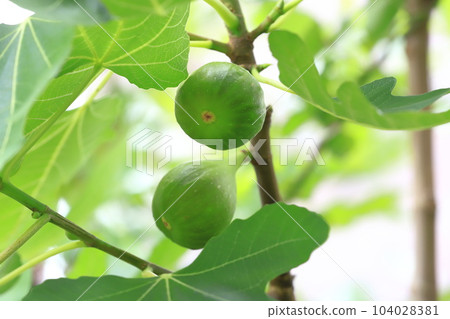 mature fig fruit mature fig fruit 104028381