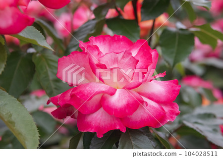 Rainbow Sorbet blooming beautifully 104028511