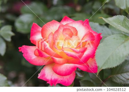 Rainbow Sorbet blooming beautifully Rainbow Sorbet blooming beautifully 104028512