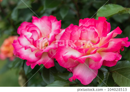 Rainbow Sorbet blooming beautifully Rainbow Sorbet blooming beautifully 104028513