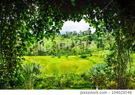 It is an image photo of Ubud village in Bali. It is a pleasant village with a mixture of humidity and freshness. 104028546