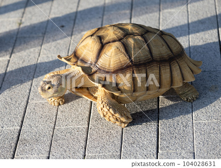 African spurred tortoise take a walk at outdoor 104028631