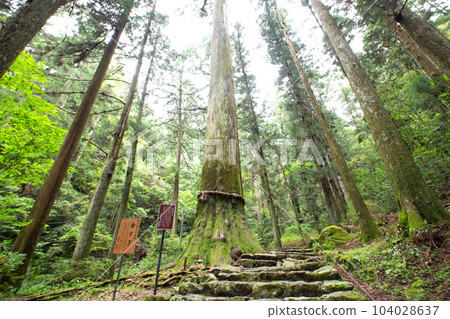 寶來寺山上的笠杉(愛知縣新城市) 寶來寺山上的笠杉(愛知縣新城市) 104028637