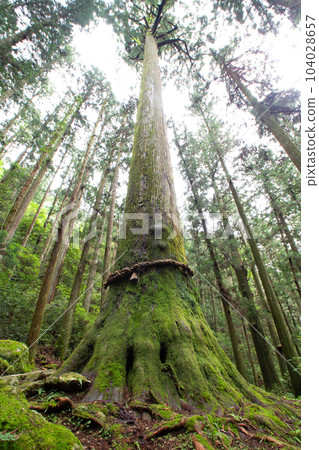 Kasa-cedars on Mt. Horaiji (Shinshiro City, Aichi Prefecture) Kasa-cedars on Mt. Horaiji (Shinshiro City, Aichi Prefecture) 104028657