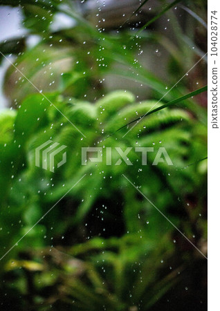 是巴厘島烏布村的風景。它與日本的相似之處在於它以水稻種植為中心。 是巴厘島烏布村的風景。它與日本的相似之處在於它以水稻種植為中心。 104028774