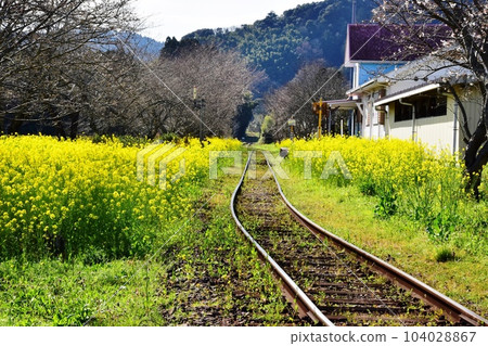 Otaki Town Isumi Railway Tracks, Canola Flowers in Full Bloom and Soumoto Station 104028867