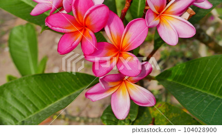 Beautiful frangipani flower in the tropical garden in the public park sometimes called Kamboja flower during sunny day with green background Beautiful frangipani flower in the tropical garden in the public park sometimes called Kamboja flower during sunny day with green background 104028900