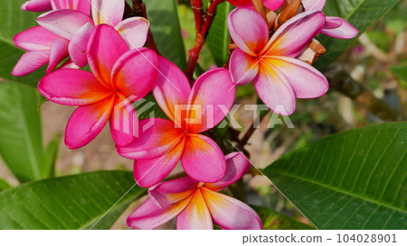 Beautiful frangipani flower in the tropical garden in the public park sometimes called Kamboja flower during sunny day with green background Beautiful frangipani flower in the tropical garden in the public park sometimes called Kamboja flower during sunny day with green background 104028901