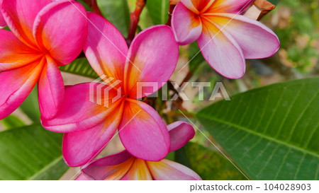 Beautiful frangipani flower in the tropical garden in the public park sometimes called Kamboja flower during sunny day with green background 104028903