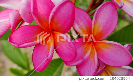 Beautiful frangipani flower in the tropical garden in the public park sometimes called Kamboja flower during sunny day with green background Beautiful frangipani flower in the tropical garden in the public park sometimes called Kamboja flower during sunny day with green background 104028904