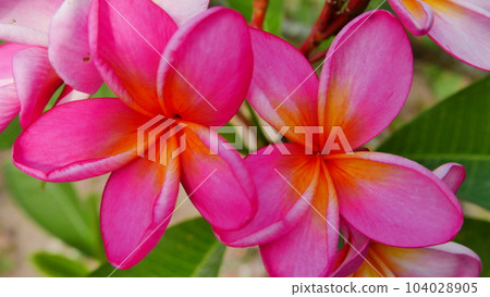 Beautiful frangipani flower in the tropical garden in the public park sometimes called Kamboja flower during sunny day with green background Beautiful frangipani flower in the tropical garden in the public park sometimes called Kamboja flower during sunny day with green background 104028905