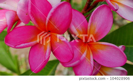 Beautiful frangipani flower in the tropical garden in the public park sometimes called Kamboja flower during sunny day with green background Beautiful frangipani flower in the tropical garden in the public park sometimes called Kamboja flower during sunny day with green background 104028906