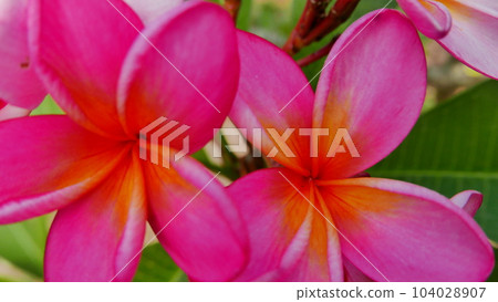 Beautiful frangipani flower in the tropical garden in the public park sometimes called Kamboja flower during sunny day with green background Beautiful frangipani flower in the tropical garden in the public park sometimes called Kamboja flower during sunny day with green background 104028907