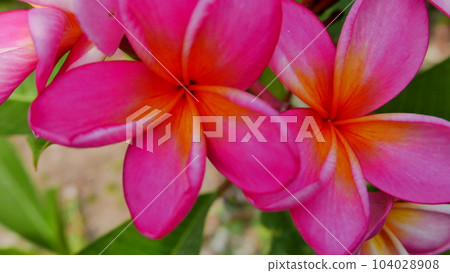 Beautiful frangipani flower in the tropical garden in the public park sometimes called Kamboja flower during sunny day with green background 104028908