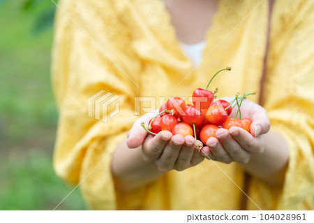 Women picking cherries Women picking fruits Women picking cherries Women picking fruits 104028961