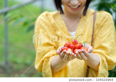 Women picking cherries Women picking fruits Women picking cherries Women picking fruits 104028964
