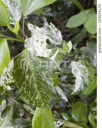 Fresh leaf of monstera laniata narrow form mint variegated in the pot Fresh leaf of monstera laniata narrow form mint variegated in the pot 104029176