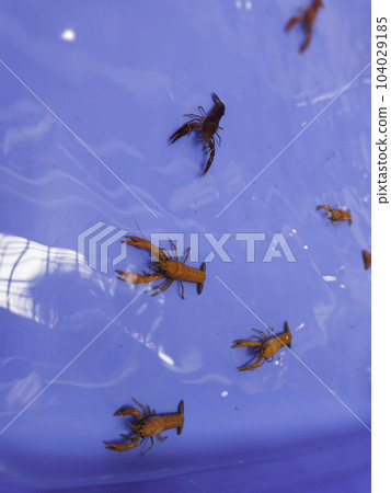 Cherry fire red dwarf shrimps stay on blue tank Cherry fire red dwarf shrimps stay on blue tank 104029185
