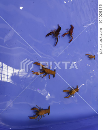 Cherry fire red dwarf shrimps stay on blue tank Cherry fire red dwarf shrimps stay on blue tank 104029186