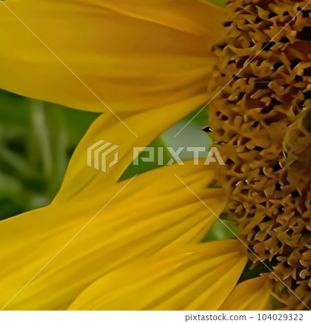 Photo of bees and sunflowers. Photo of bees and sunflowers. 104029322