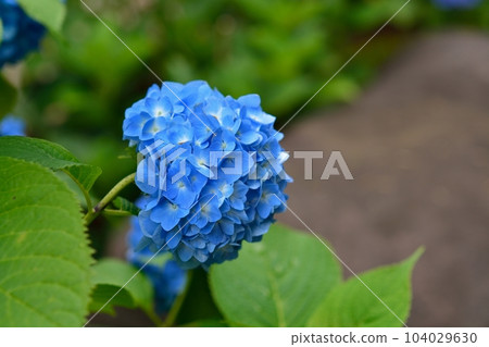 Hydrangea at Hakusan Shrine in Tokyo, Japan Hydrangea at Hakusan Shrine in Tokyo, Japan 104029630