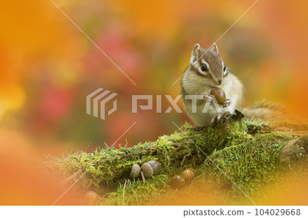 Chipmunk in autumn at Tateshina Highland Chipmunk in autumn at Tateshina Highland 104029668