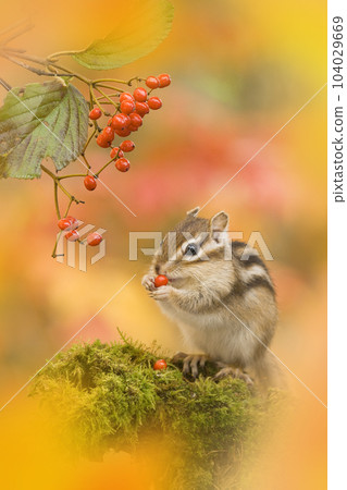 Chipmunk in autumn at Tateshina Highland 104029669